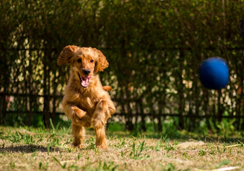 An energetic Golden Cocker Retriever mix puppy leaps joyfully through a sunlit backyard with ears flapping, golden fur flowing, and mouth open in excitement as it bounds after a blue ball, while green bushes create a natural backdrop in the garden setting.