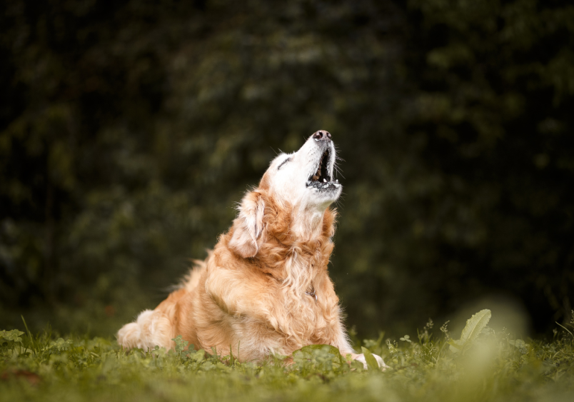 A dog barking alone in the woods, sparking curiosity about debarking, dog vocal cord removal, and whether you can debark a dog to reduce excessive barking.