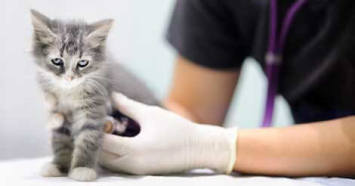 kitten vaccines