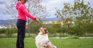 dog learning stay command