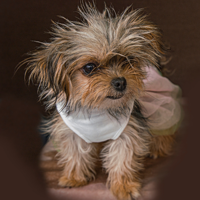 A Chorkie dog posing in a photoshoot, looking all shaggy with its fur yet adorable with its expressive eyes, wearing a white bandana with a dress. This image displays the unique blend of Chihuahua and Yorkshire Terrier which results to a Chorkie. 