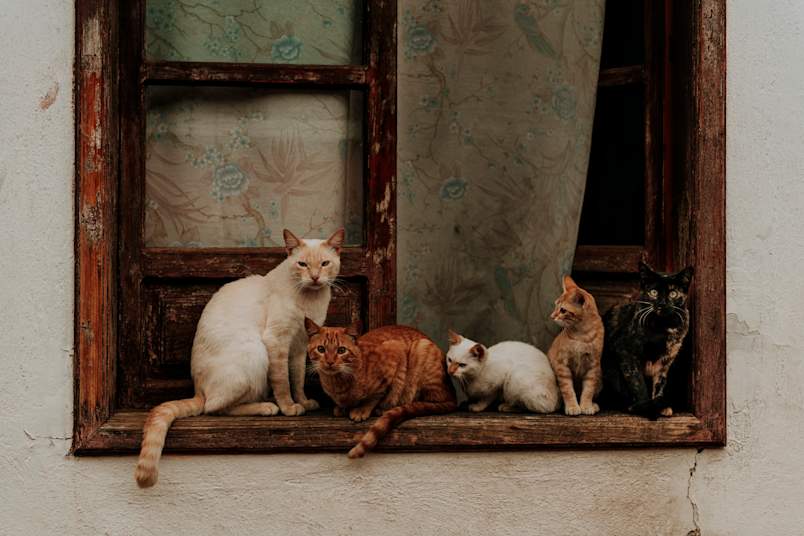 A calm group of cats resting peacefully on a rustic windowsill, representing the soothing effects of gabapentin for cats. Gabapentin is a commonly prescribed medication used to manage feline anxiety, chronic pain, and stress during vet visits or travel.
