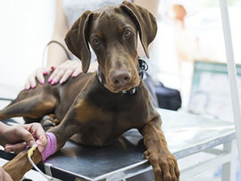 doberman on a metal table getting an IV at the vet