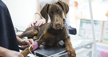 doberman getting and IV at the vet