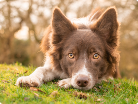Border Collie dog laying in grass