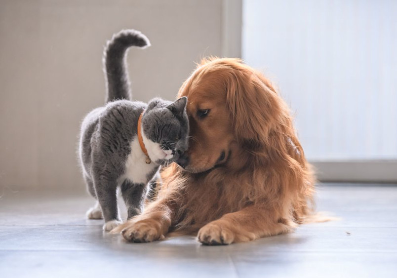 A grey and white British Shorthair cat wearing an orange collar affectionately interacts with a golden retriever dog on a light floor, demonstrating the breed's friendly temperament and social nature.