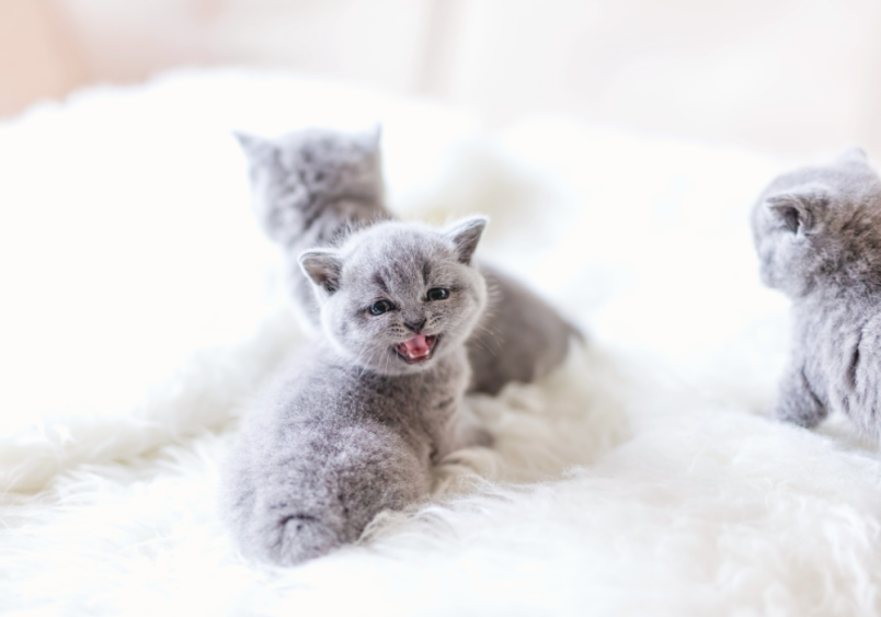 A gray kitten crying on a white sheet with its littermates, highlighting the question 'Why is my kitten meowing so much?' as it gazes toward the camera.