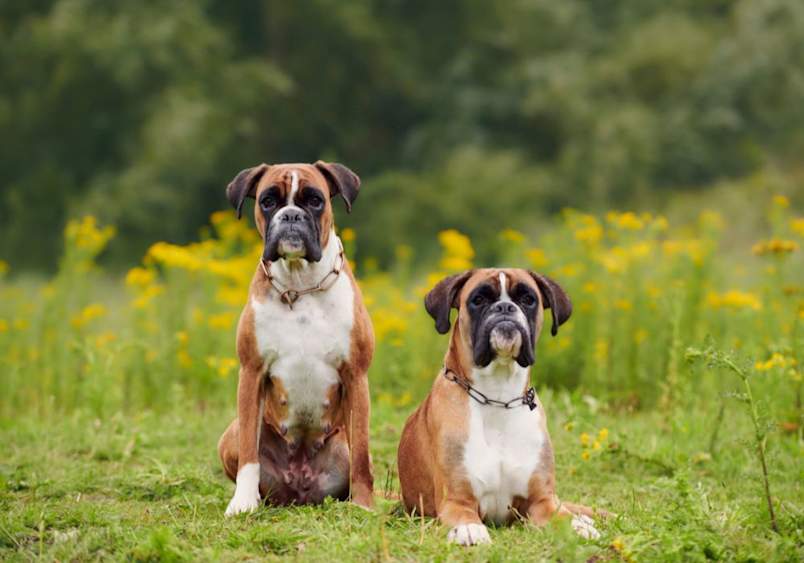 Two adult boxer dogs sitting on a green field surrounded by yellow flowers, illustrating the athletic build and strong stance of the boxer breed, answering questions like how big are boxers and emphasizing their suitability as family companions.