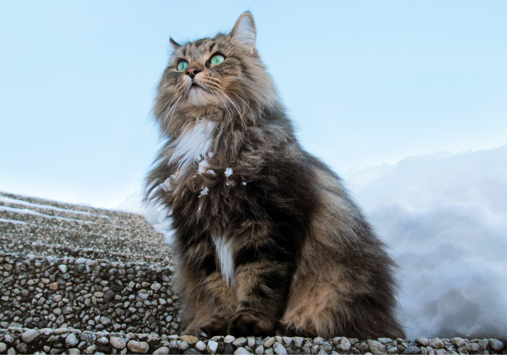 Fashion norwegian bush cat