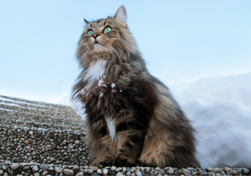 A Norwegian Forest Cat looking at the vast wilderness in a snowy mountain background.