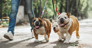 bulldogs walking on leash