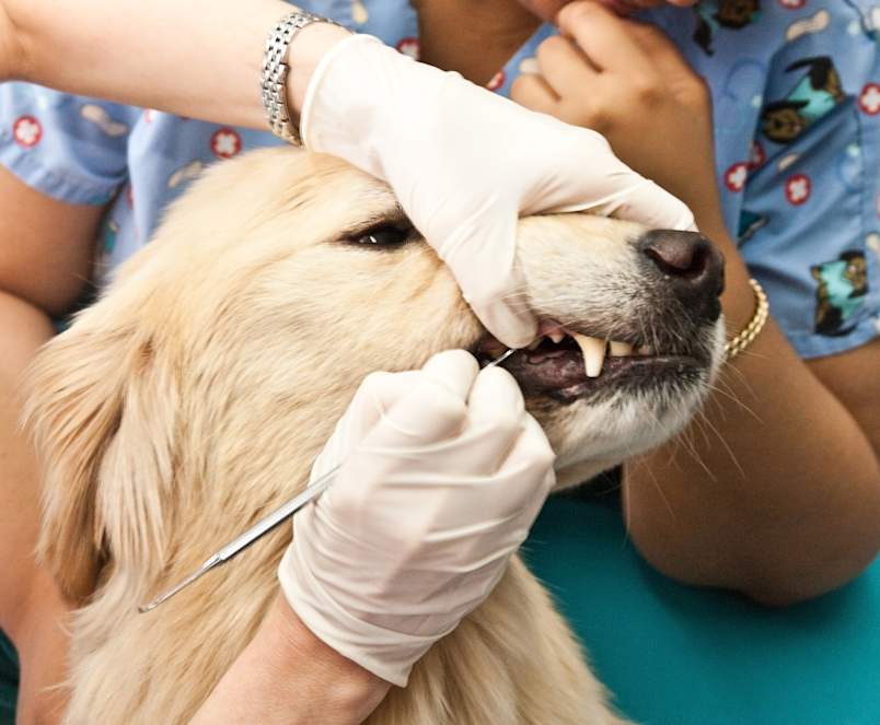 A gloved veterinary professional lifts a golden retriever's lip and uses a dental probe to examine its teeth and gums during a checkup.