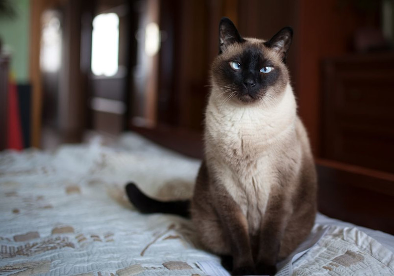 A seal-point Siamese cat sits upright on a patterned white bedspread in a home setting, exhibiting characteristic dark face mask, piercing blue eyes, and cream-colored body, demonstrating the breed's dignified and alert personality.