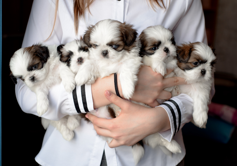  A woman cradles an adorable litter of Shih Tzu puppies in her arms, their fluffy white and brown coats creating an irresistible bundle of cuteness that explains why so many people research how much does a puppy cost before bringing one home. When considering how much is it to purchase a dog from a reputable breeder, purebred litters like these Shih Tzus typically command higher dog prices than mixed breeds or shelter adoptions. Understanding how much is a puppy upfront is just the beginning, savvy pet parents also calculate how much does a dog cost per year to budget for food, veterinary care, and supplies throughout their new companion's life.