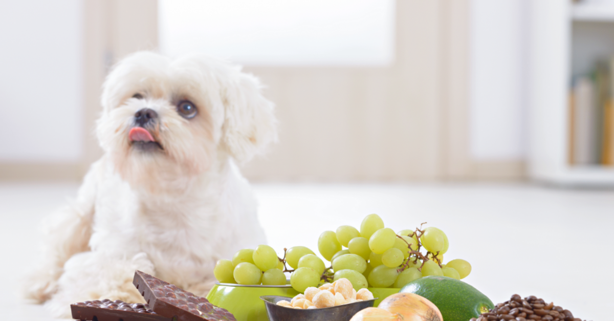 How much chocolate will harm a dog online