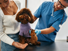 Dog at vet receiving the dapp vaccine with its owner