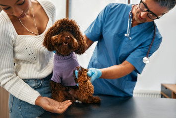 Dog at vet receiving the dapp vaccine with its owner
