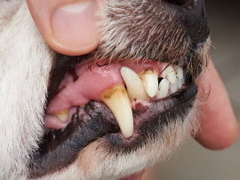 Person Holding Dog's Mouth Open Looking at Cavities