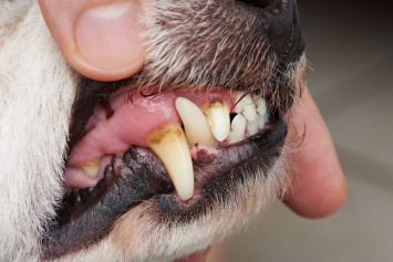 Person Holding Dog's Mouth Open Looking at Cavities