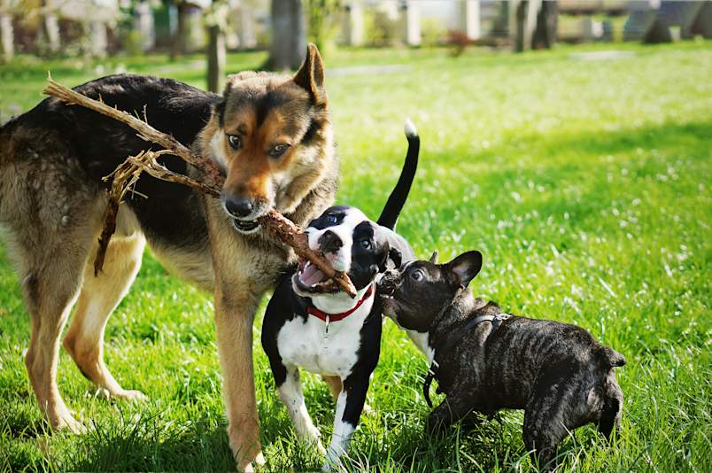 Three dogs, a large shepherd mix, a black-and-white pit bull type, and a French bulldog, tussle over a single stick on a sunny lawn, full of energy and stubborn determination.