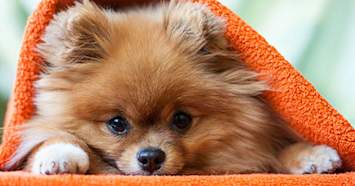 pomeranian under an orange blanket
