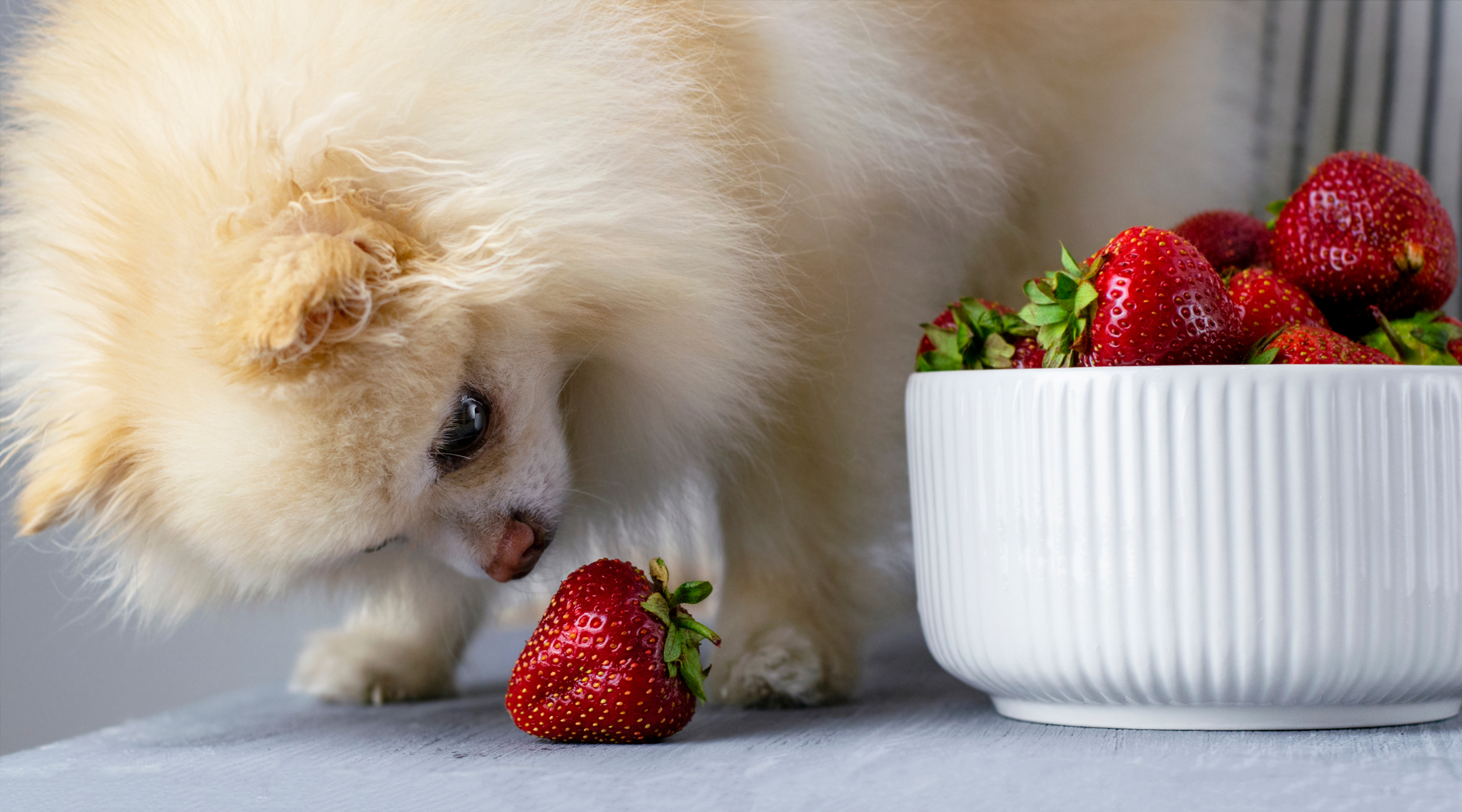 Nose to berry, a cream Pomeranian investigates a single ripe strawberry while a full bowl waits nearby. The standoff captures what a lot of owners wonder at snack time: can dogs have strawberries, and are strawberries good for dogs? 