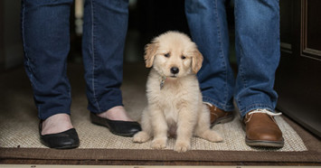 Golden retriever puppy in doorway