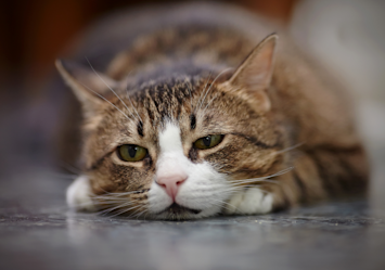 How to tell if your cat is sick? This stripe-colored cat in the image looks sick based on his position.