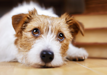 A small, scruffy dog with white and brown fur lies on a wooden floor, gazing up with soft, expressive eyes. This adorable pup appears attentive, making it a great example for how to teach a dog its name by using positive reinforcement and eye contact.