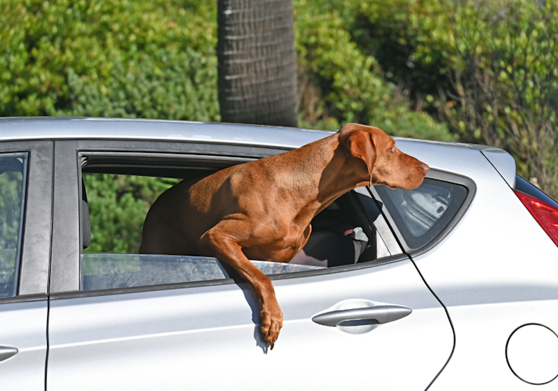 A Vizsla dog with a sleek reddish-brown coat stretches halfway out of a silver car's rear window - a classic example of "why do dogs like putting their head out the window" behavior that showcases their natural curiosity and love of fresh air.