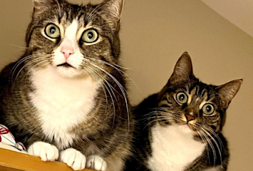 two cats with wide eyes because they're thinking about getting neutered.