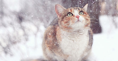 At What Temperature Do Cats Get Cold?  