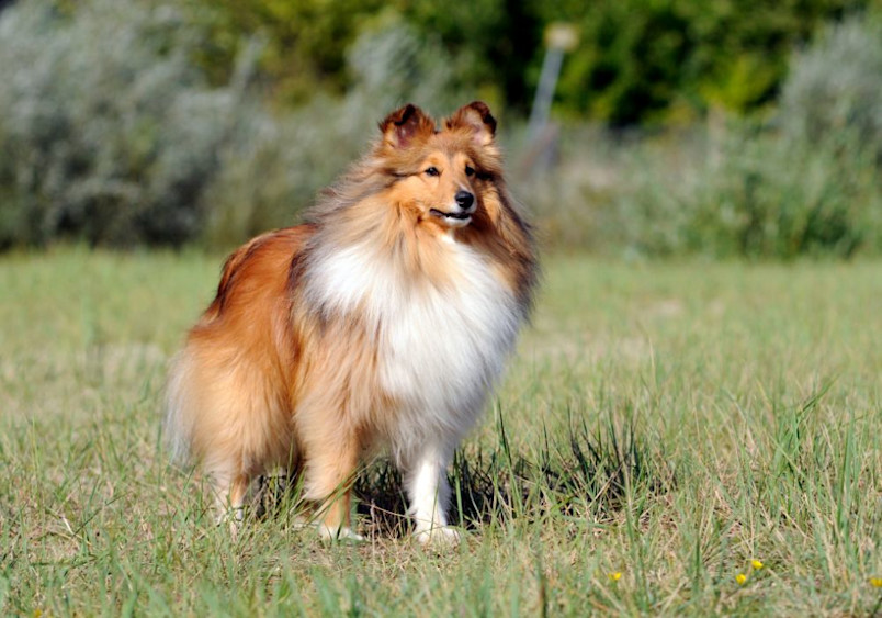 A beautiful Shetland Sheepdog with a luxurious sable and white double coat stands attentively in tall grass, displaying the breed's characteristic fox-like face, small pointed ears, and thick mane-like collar of fur, demonstrating the classic Sheltie appearance and alert herding dog personality.