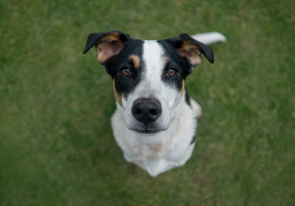 A tricolor mutt dog with black, white, and tan markings looks up at the camera from a grassy lawn—a perfect example of the unique beauty found in mutt dogs and mixed-breed companions.