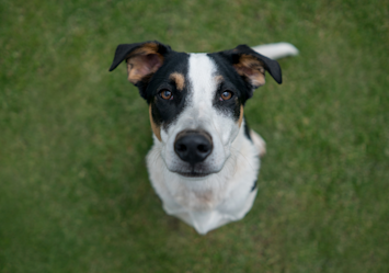 A tricolor mutt dog with black, white, and tan markings looks up at the camera from a grassy lawn—a perfect example of the unique beauty found in mutt dogs and mixed-breed companions.