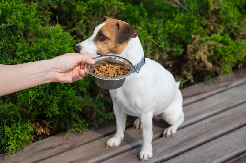 A Jack Russell Terrier sitting on a wooden deck while its owner offers a stainless steel bowl of dry dog food, with the dog turning its head away as if disinterested in eating. This image perfectly illustrates a subtle but important warning sign of cancer in dogs, since loss of appetite or sudden food refusal can be one of the early warning signs of cancer in dogs that pet parents shouldn't ignore. 
