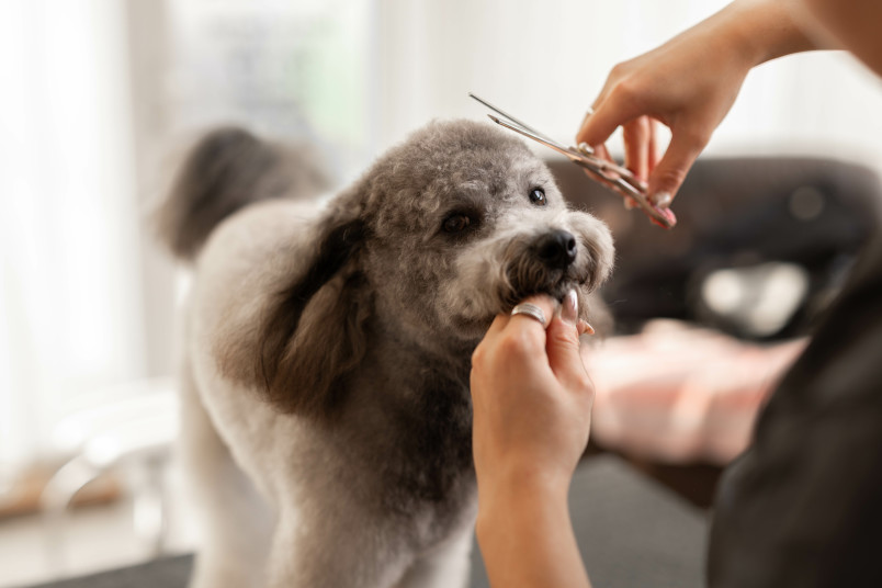 Pekapoo Being Groomed