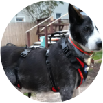 mixed breed dog standing in red harness