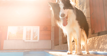 Border Collie by a pool