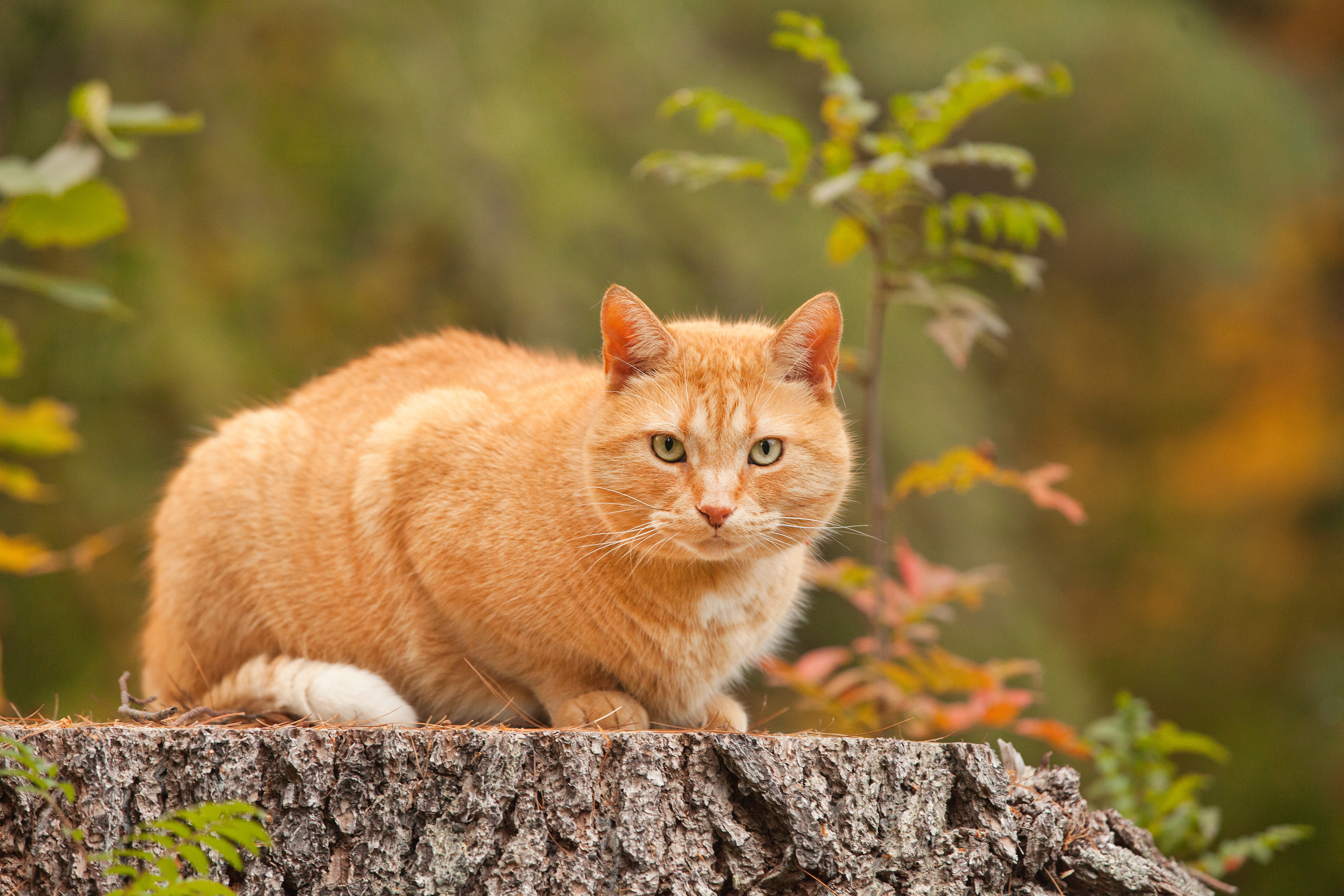 A sturdy orange tabby cat crouches alertly on a tree stump surrounded by autumn foliage, his compact build and serious expression typical of the male cats most commonly affected by urinary blockages. Male cats like this one are disproportionately prone to urethral obstructions — a serious condition that can make perineal urethrostomy necessary when blockages become recurrent or life-threatening. 
