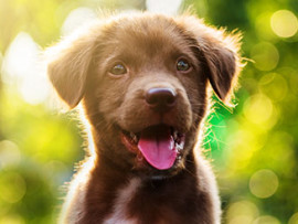 A puppy enjoying the woods, safe with his effective heartworm prevention