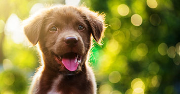 A puppy enjoying the woods, safe with his effective heartworm prevention