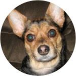 Destino-Chihuahua