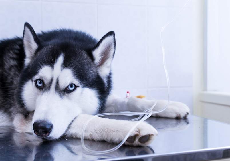 Close-up of a husky lying on a vet's examination table, looking tired. Exploring the costs and financial considerations of chemotherapy of dogs, particularly for cancer treatment, is important for pet owners.