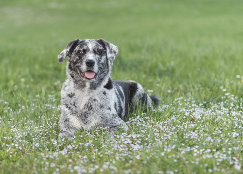 A full grown Aussie Lab mix lounges peacefully in a green meadow dotted with small white wildflowers, showcasing its beautiful merle coat pattern in shades of grey and white along with a friendly, open-mouthed smile.