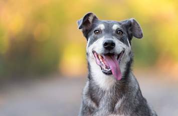 A gray-muzzled mixed breed dog sits with a wide, happy expression against a warm autumn backdrop — the kind of joyful resilience that keeps pet owners fighting for their dog's quality of life through serious diagnoses. Congestive heart failure in dogs, commonly referred to as CHF in dogs, is one of the more common conditions seen in older and middle-aged dogs, and a diagnosis doesn't have to mean the end of happy days like this one. 
