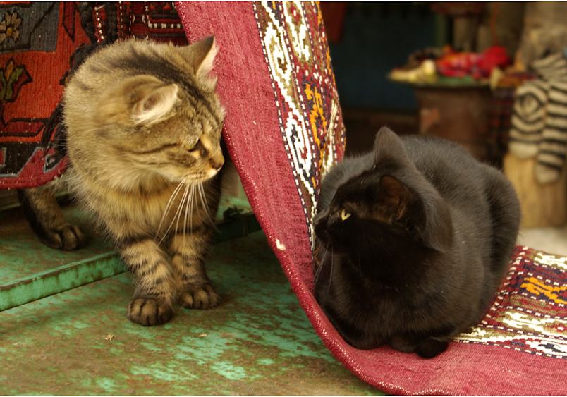 Two cats - a brown tabby and a black cat - carefully meeting while using a red carpet as a barrier, demonstrating the best way to introduce cats to each other by allowing them to maintain safe distances and have visual barriers during initial encounters.