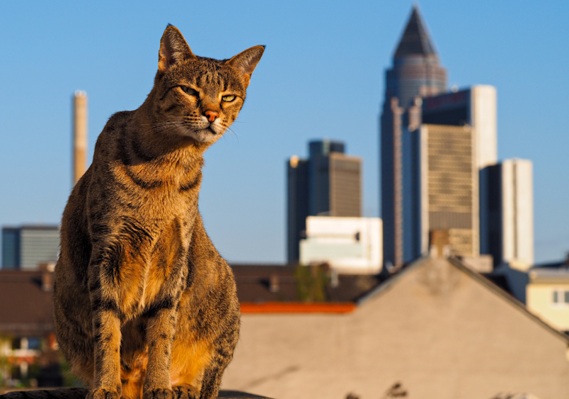 A regal Savannah cat sits confidently on an urban rooftop with a cityscape of tall skyscrapers behind it, perfectly illustrating "large cat breeds" with its muscular build and substantial size illuminated by golden sunlight.