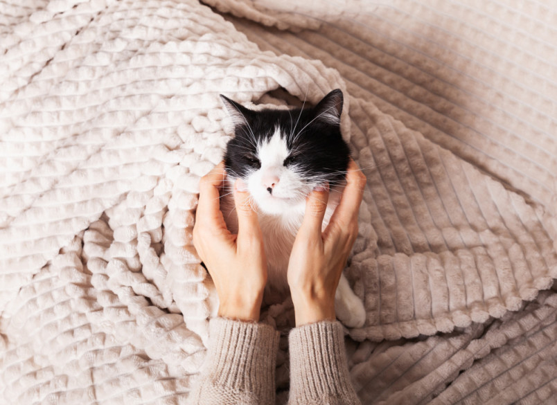 Emotional support cat being held