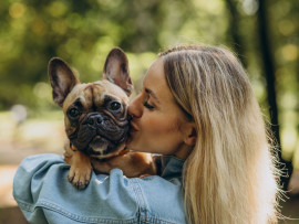 French Bulldog being kissed by owner